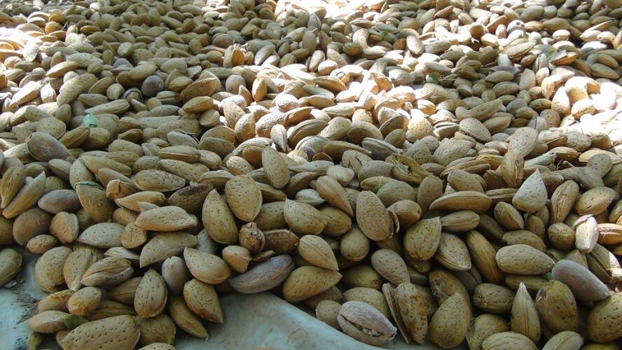 طعم تلخ جریمه چهار میلیاردی تاوان قاچاق بادام در فامنین