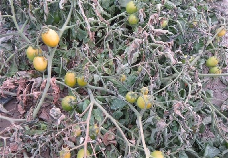 سرمازدگی ۲۰ هزار میلیارد به کشاورزان همدانی خسارت زد