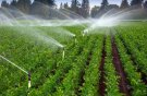 اجرای الگوی کشت در ۶۹۰ هزار هکتار از اراضی همدان 