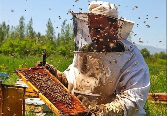 سالانه بیش از ۴ هزار تن عسل در همدان تولید می‌شود