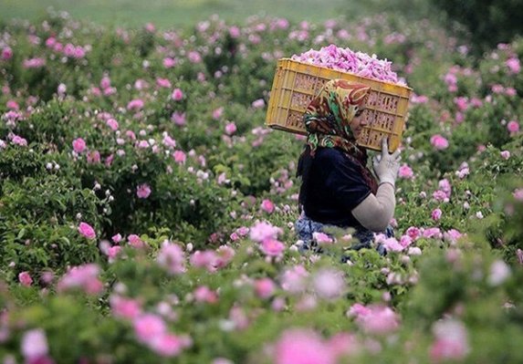  آغاز برداشت گل محمدی از ۴۴۶ هکتار گلستان‌ در همدان