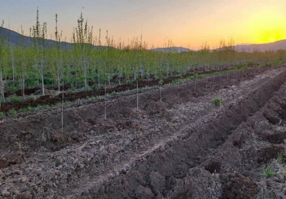 کاشت ۱۰ هزار نهال در محوطه تصفیه‌خانه فاضلاب تویسرکان
