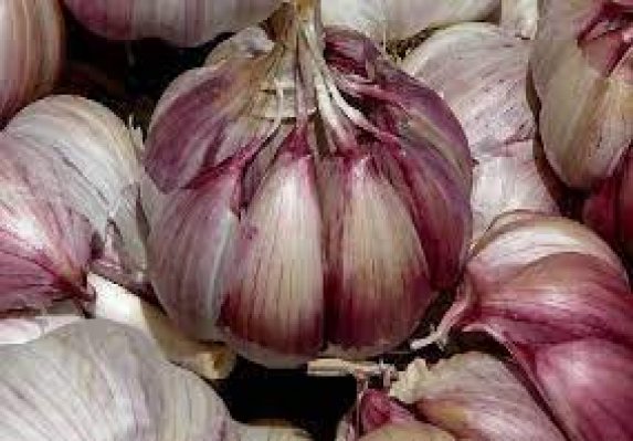 ۵۰ درصد سیر کشور در همدان تولید می شود 