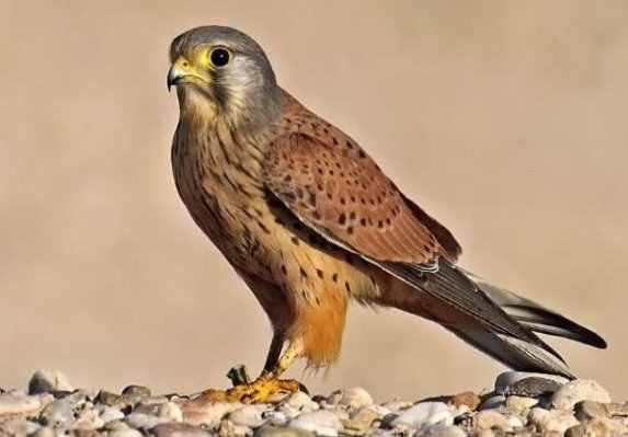 دستگیری اعضای باند زنده گیری و قاچاق پرندگان شکاری در همدان