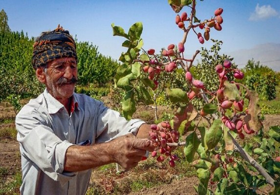 بیش از ۴۰ تن پسته از باغ های همدان برداشت می شود     