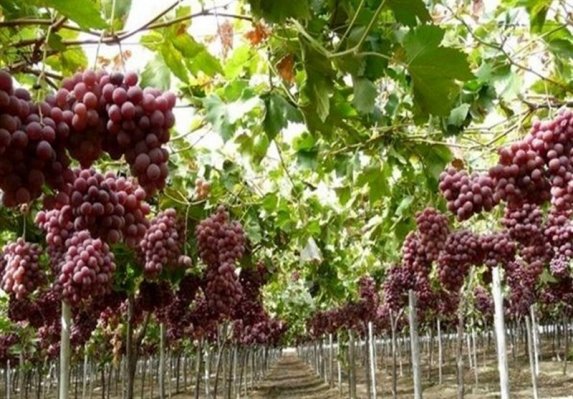 تولید سالانه بیش از ۲۷۰ هزار تن انگور در تاکستان‌های ملایر